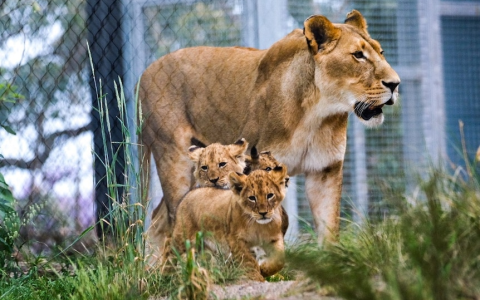 塔朗加动物园狮子逃跑事件迫使露营者躲进厕所区安全区